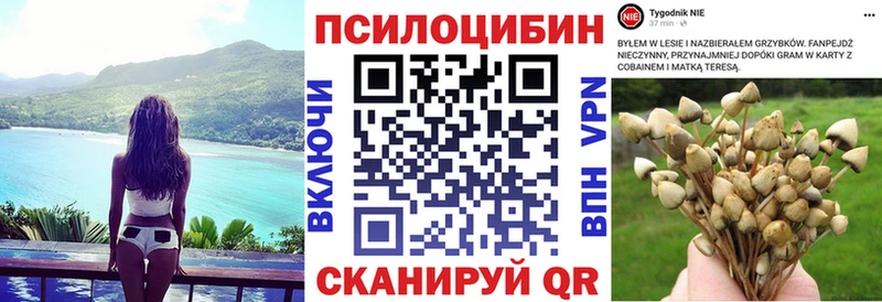 хочу наркоту  Калининец  Галлюциногенные грибы Psilocybe 